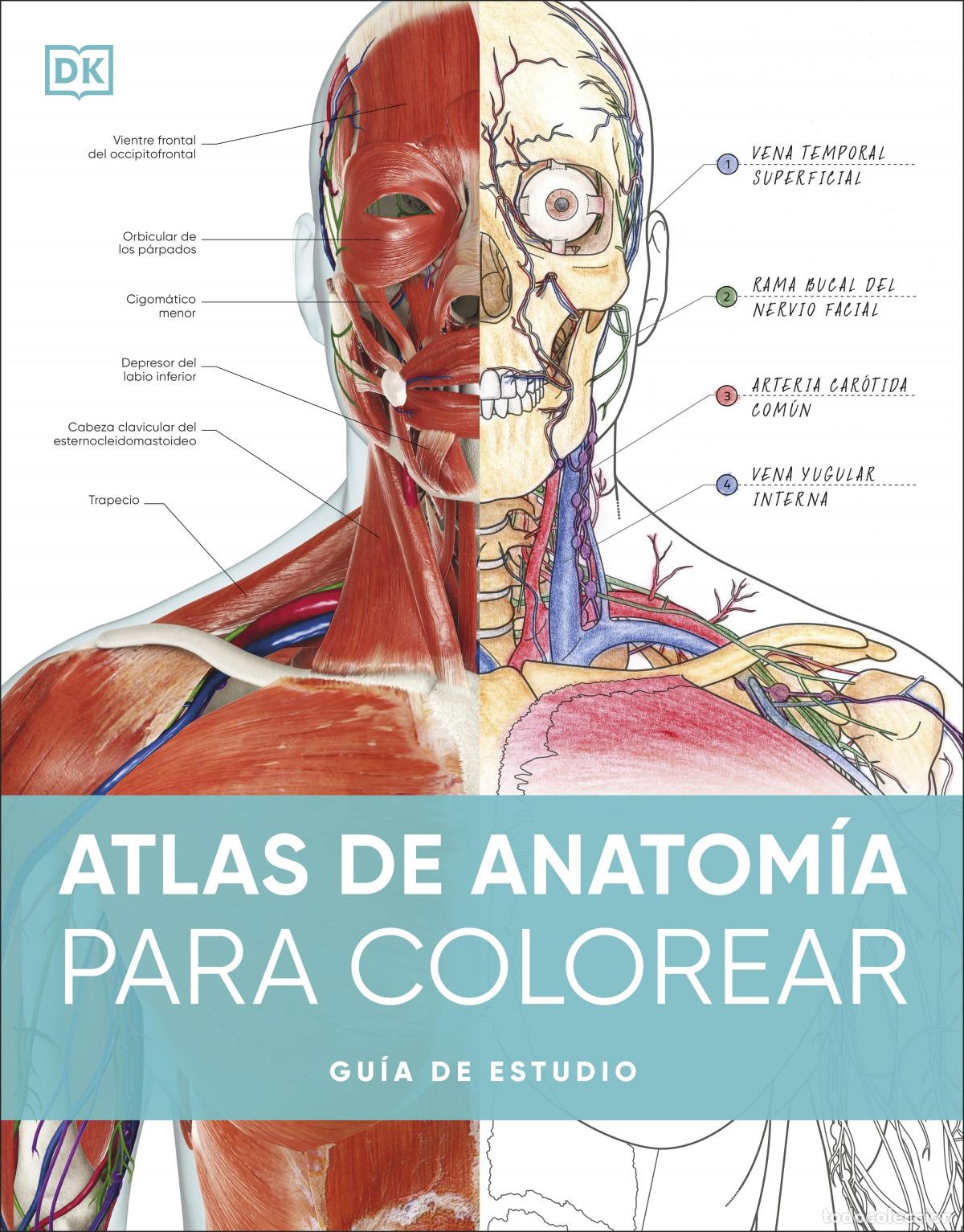 Libros: ATLAS DE ANATOM&Iacute;A PARA COLOREAR - DK - Foto 1