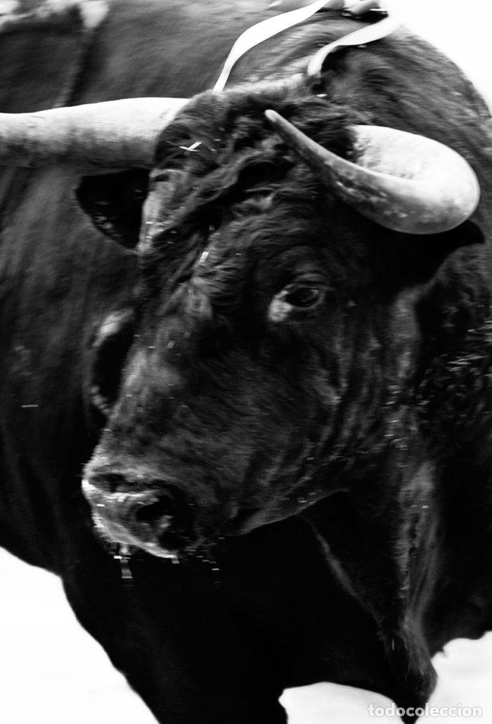 Livros: SANGRE DE REYES - CAZALIS, CARLOS