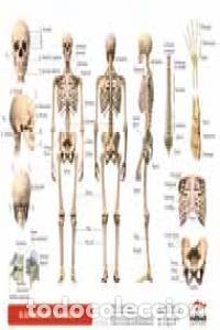 books: PLANTILLA SISTEMA OSEO EL ESQUELETO (GRANDE) - AA.VV