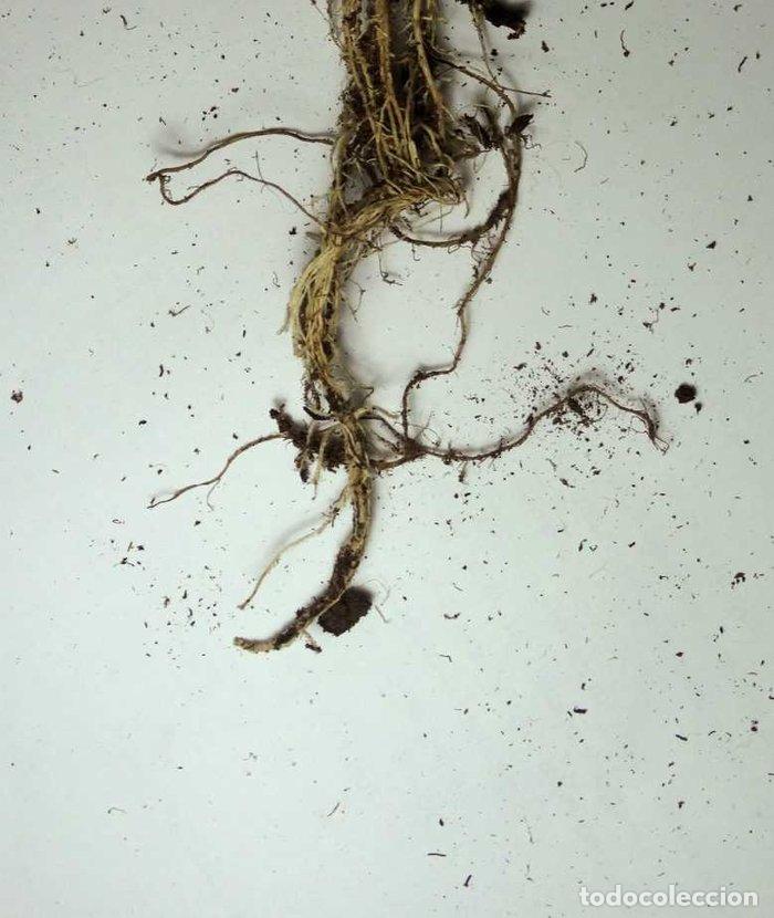 Libros: RAICES - AGUIRRE, FRANCISCA