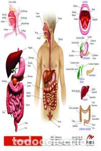 B&uuml;cher: PLANTILLA SISTEMA DIGESTIVO (GRANDE) - AA.VV