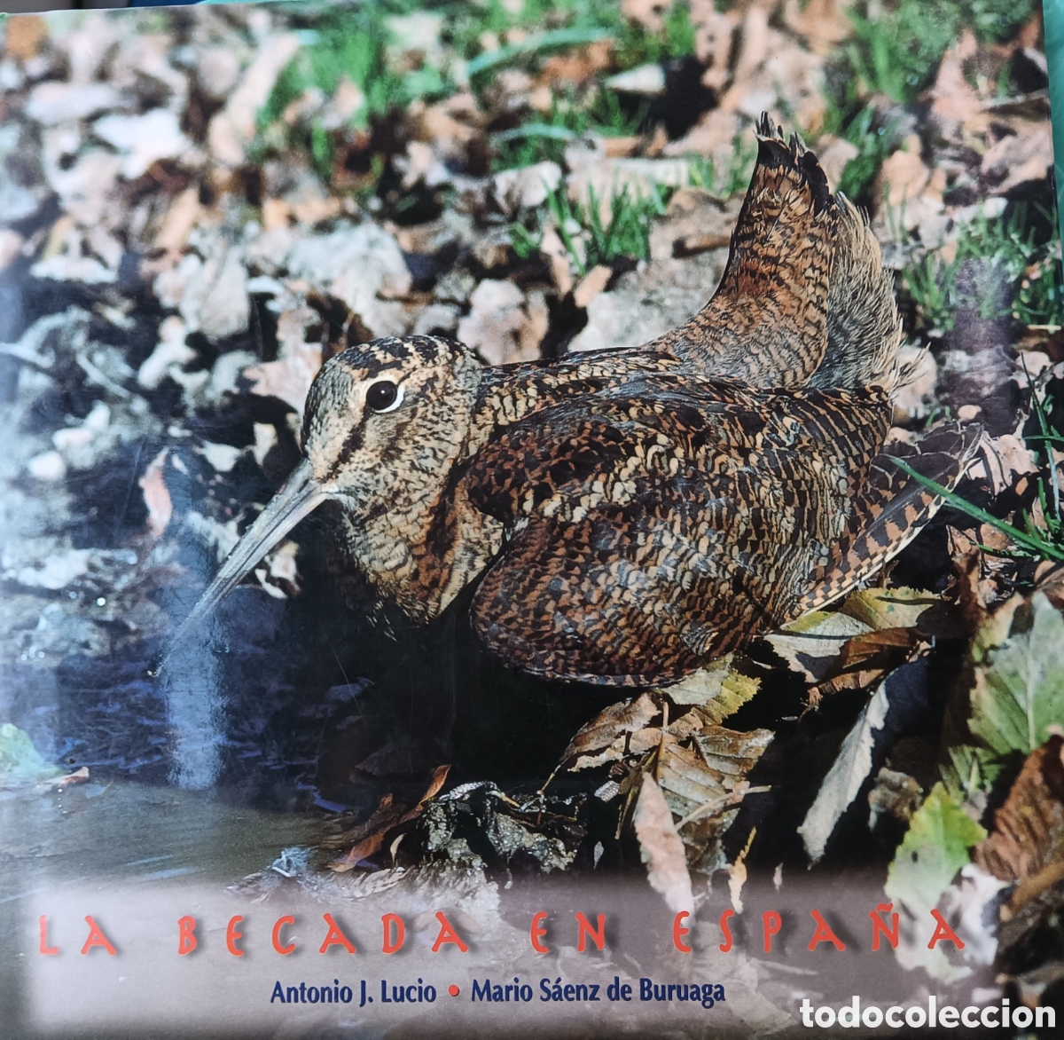 books: La becada en espa&ntilde;a caza caceria