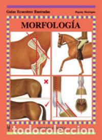 Livros: MORFOLOGIA - HENRIQUES, PEGOTTY