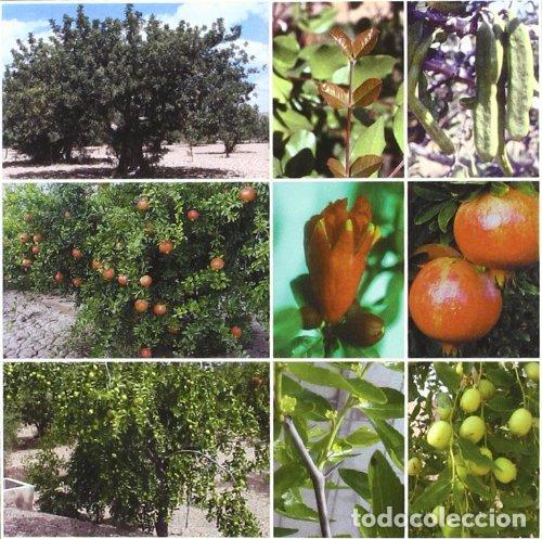 books: TRATADO DE FRUTICULTURA PARA ZONA ARIDAS Y SEMIARI - MELGAREJO MORENO, PABLO