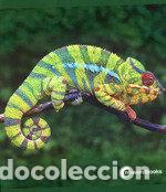 Livros: ANIMALES DE LA SELVA - .