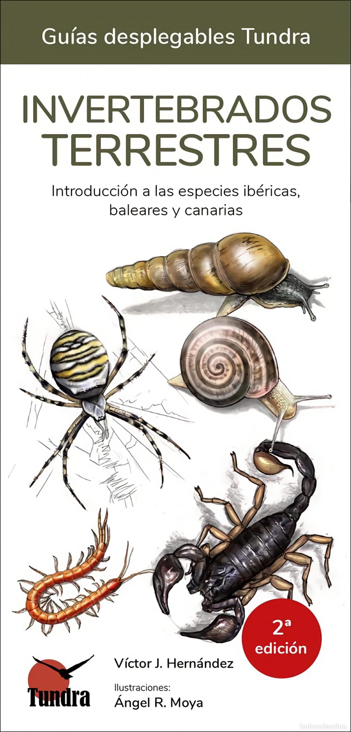 Libros: INVERTEBRADOS TERRESTRES - GUIAS DESPLEGABLES TUNDRA - HERNANDEZ, VICTOR J