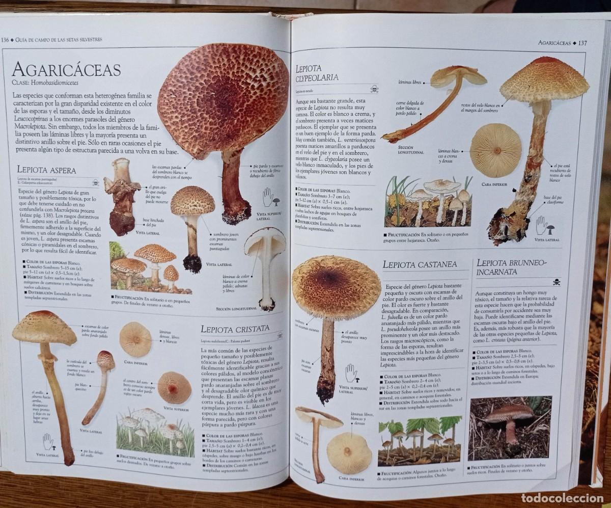 Libros: SETAS. THOMAS LAESSOE Y ANNA DEL CONTE. BLUME - Foto 7