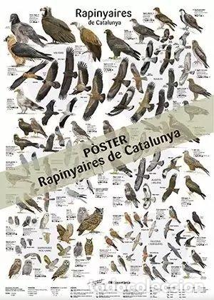 books: RAPINYAIRES DE CATALUNYA POSTER - Animales domesticos y mascotas