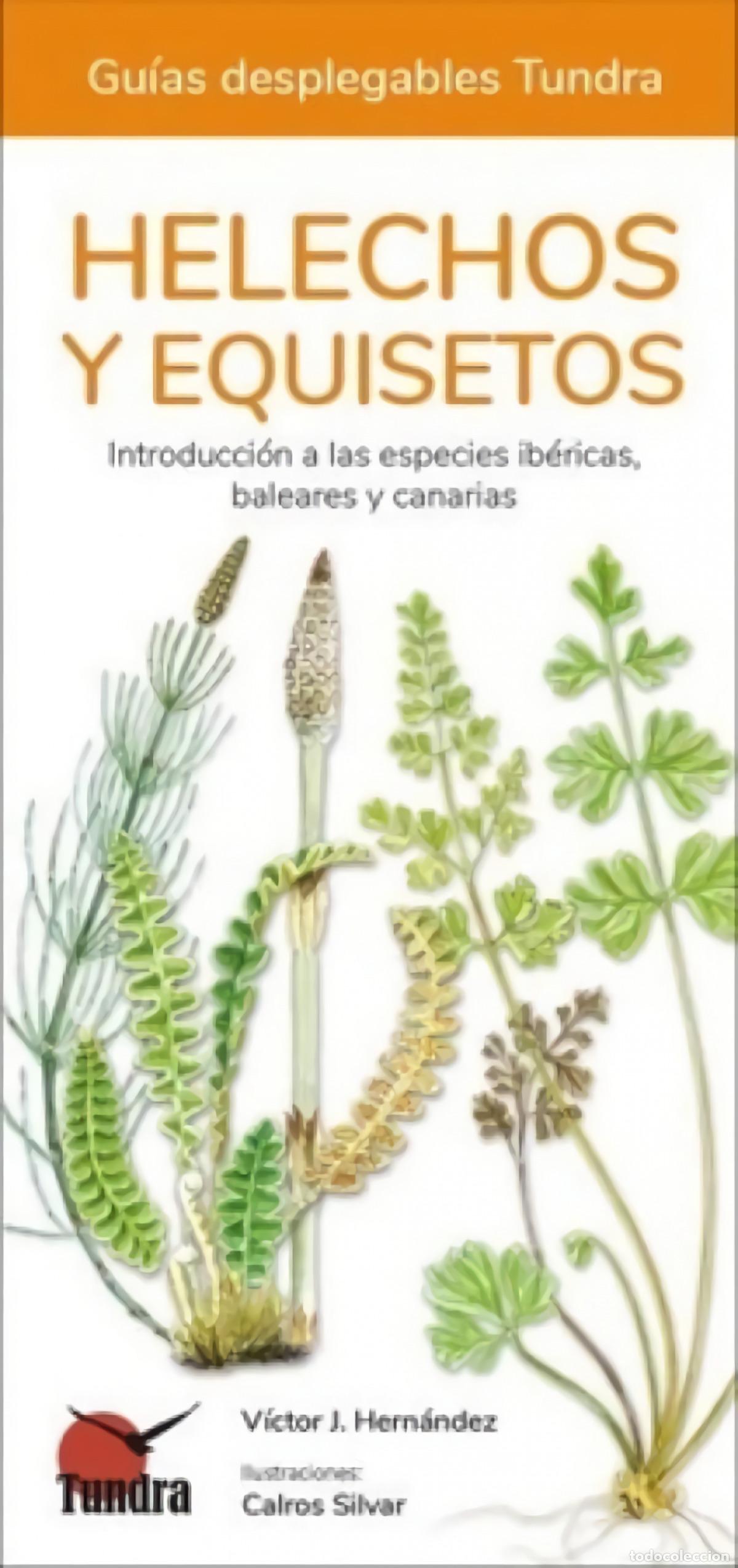 B&uuml;cher: HELECHOS, EQUISETOS Y LICOPODIOS - GUIAS DESPLEGABLES TUNDRA - HERNANDEZ, VICTOR J