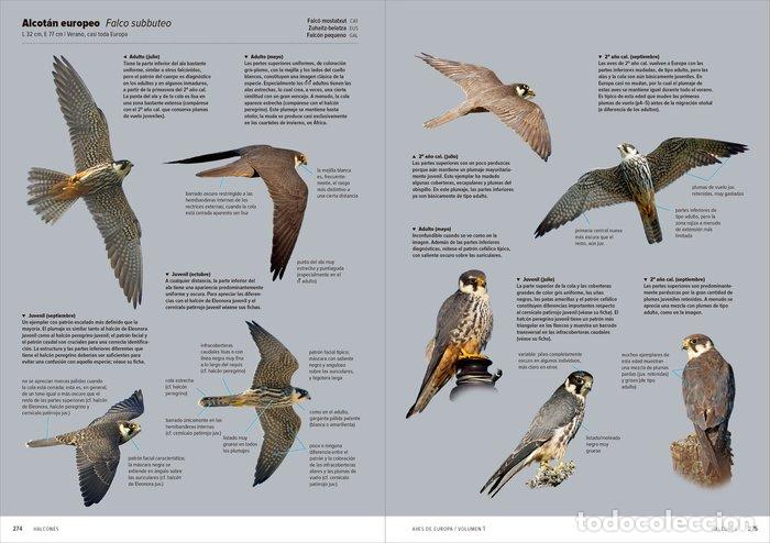 Libros: AVES DE EUROPA IDENTIFICACION DE TODAS LAS ESPECIES Y PLUMA - DUIVENDIJK N