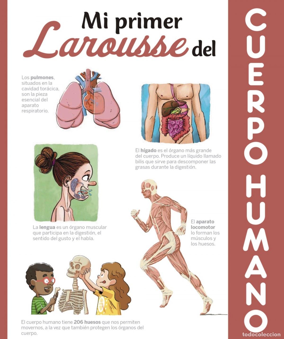 Livres: CUERPO HUMANO - Infantil / Juvenil, material de consulta: obras de referencia sobre materias especif