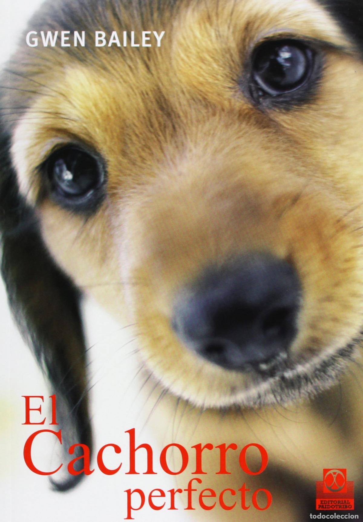 Livres: CACHORRO PERFECTO, EL (COLOR) - Bailey, Gwen