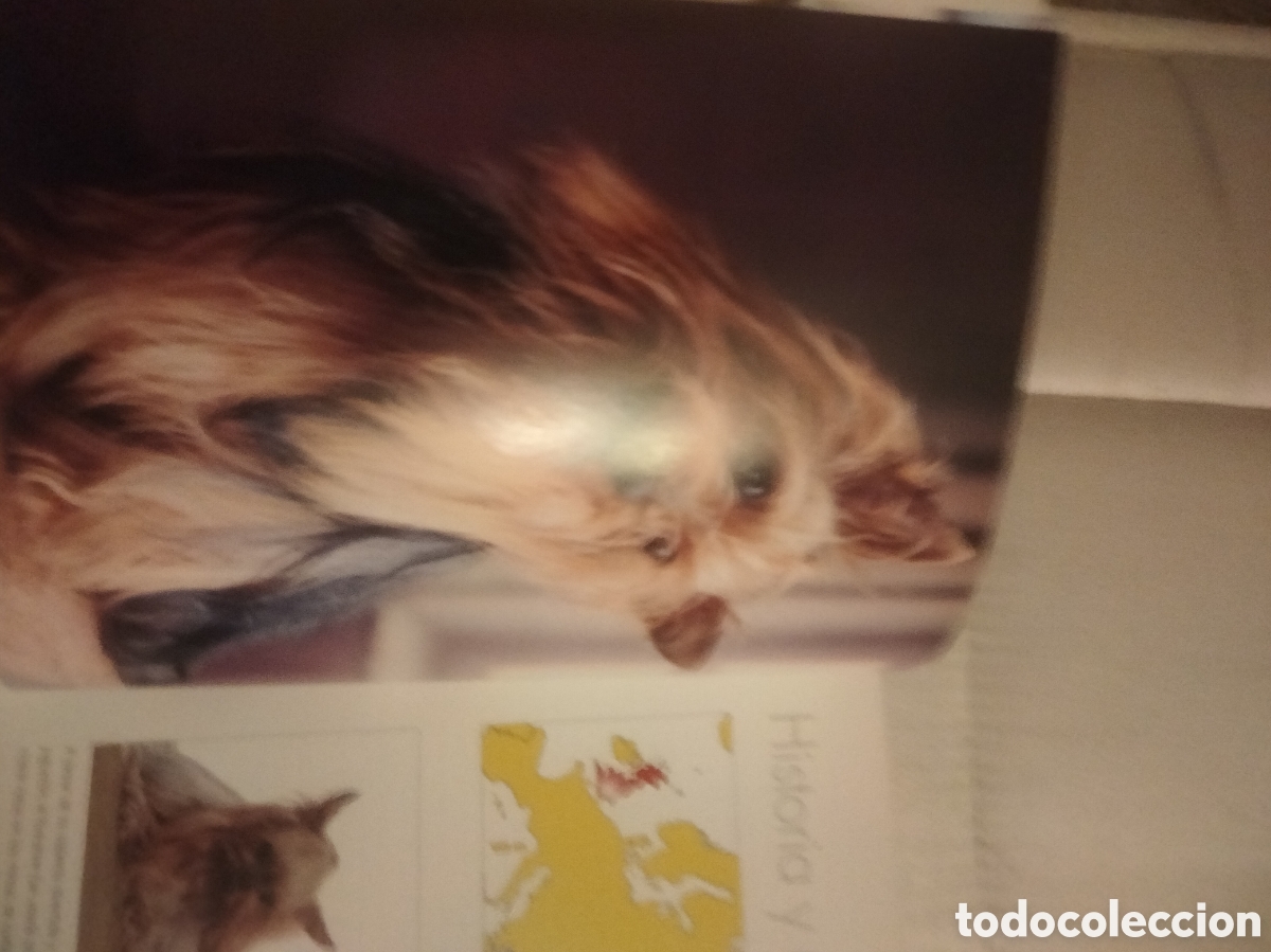 Libros: Yorkshire Terrier animales - Foto 3