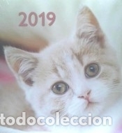 Libros: Calendario 2019. Gatos - VV.AA - Foto 1