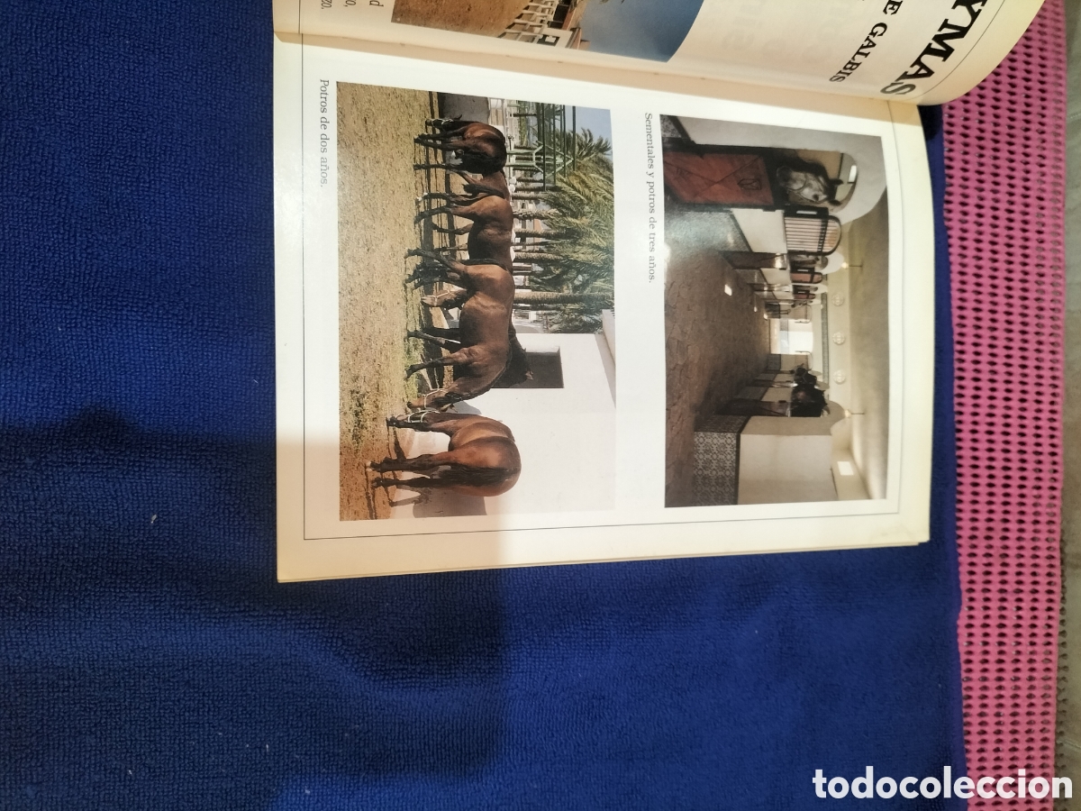Libros: Sal&oacute;n del caballo , Comunidad Valenciana. - Foto 6