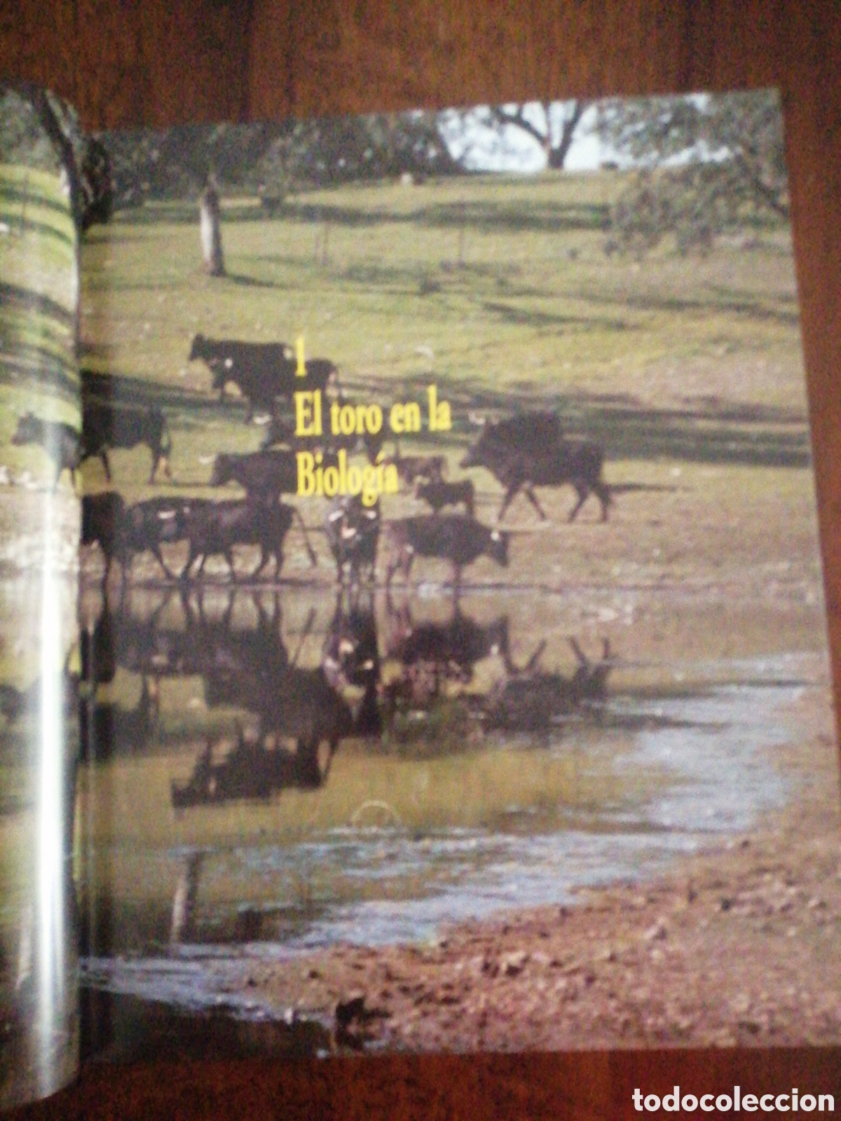 Libros: Dos libros sobre toros de lidia - Foto 13