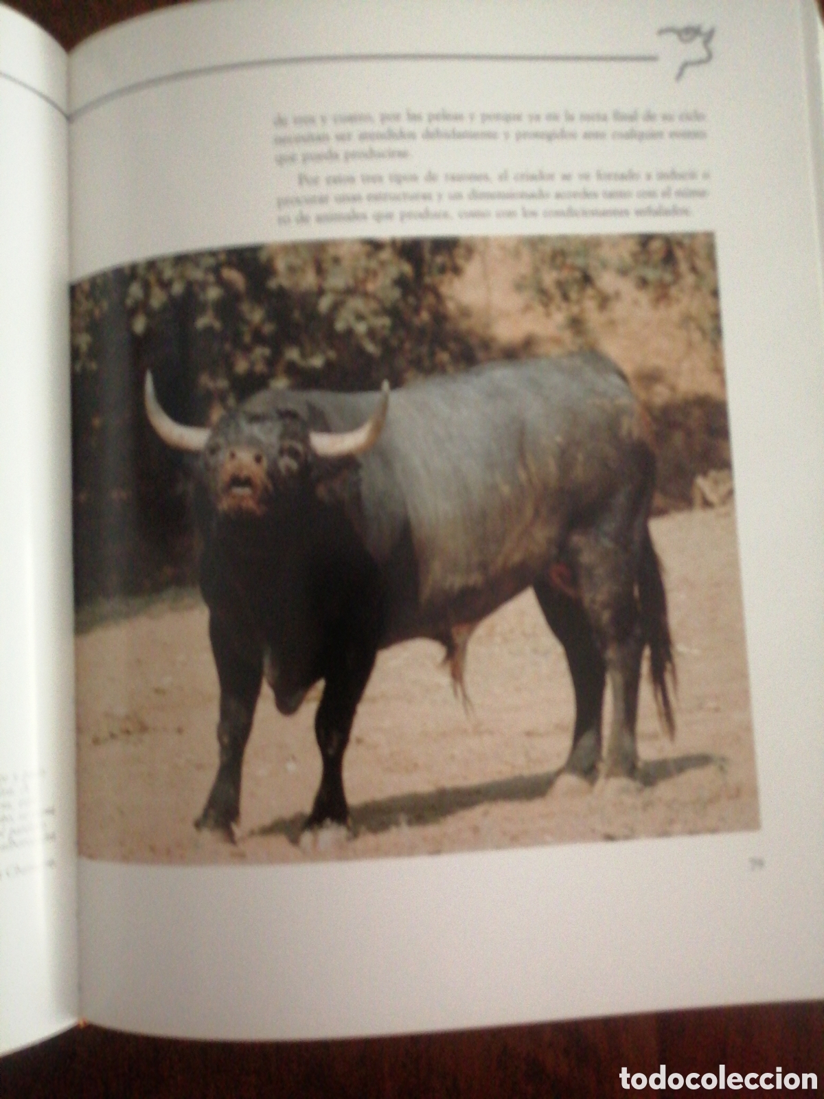 Libros: Dos libros sobre toros de lidia - Foto 14