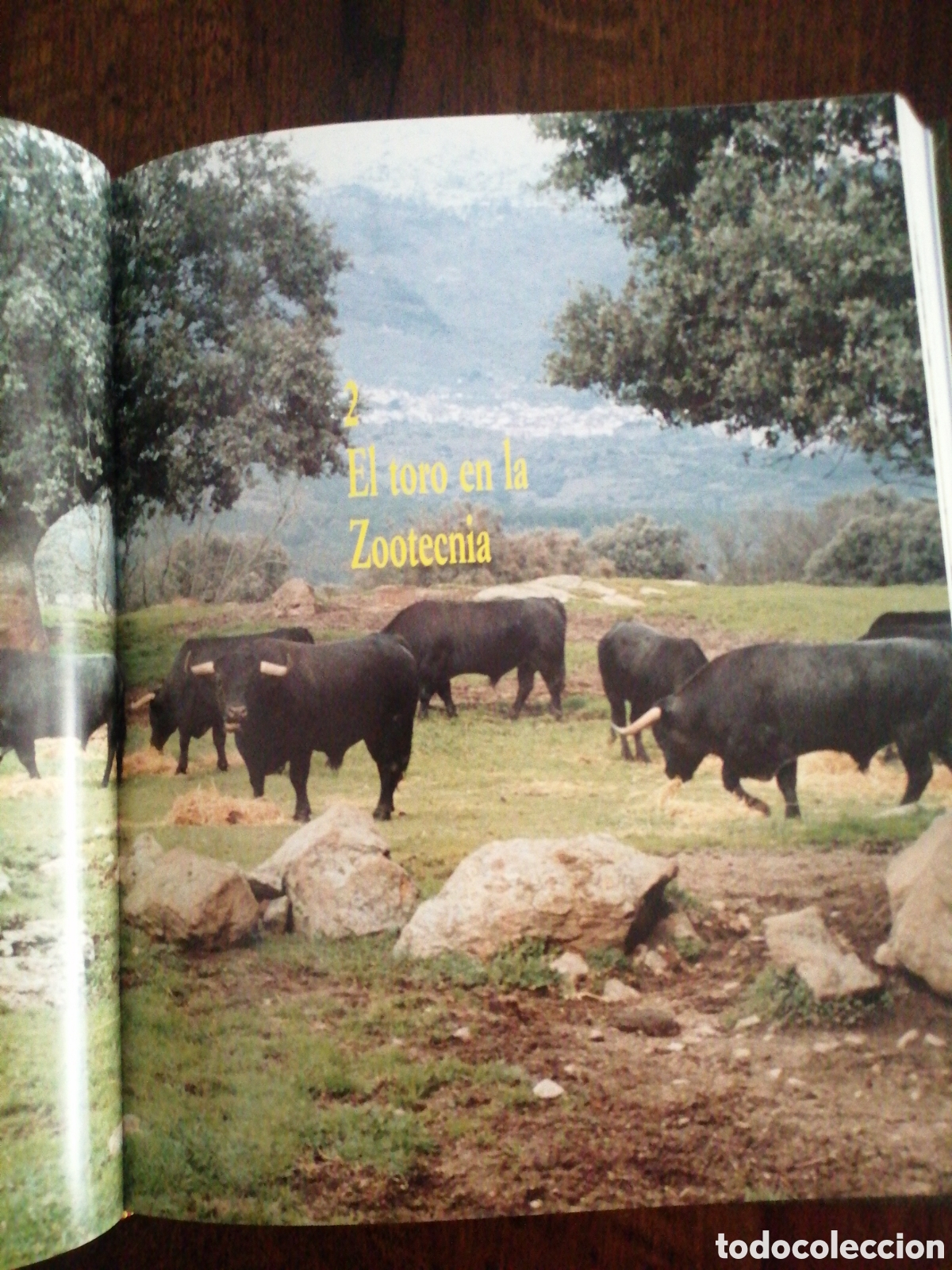 Libros: Dos libros sobre toros de lidia - Foto 15