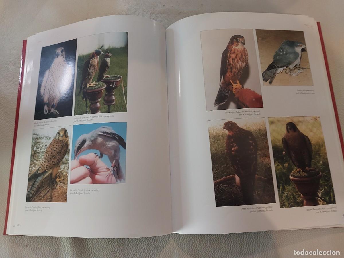 Libros: PASADO Y PRESENTE DE LA CETRERIA EN ESPA&Ntilde;A CAZA - Foto 4