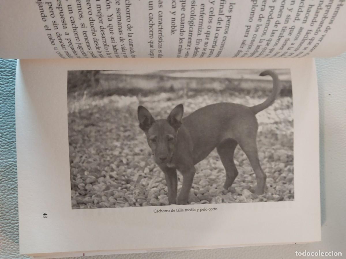 Libros: EL PODENCO ANDALUZ EN LA CAZA MENOR - Foto 3
