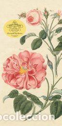 Libros: John Derian Paper Goods: Everything Roses Notepad - Derian, John - Foto 1