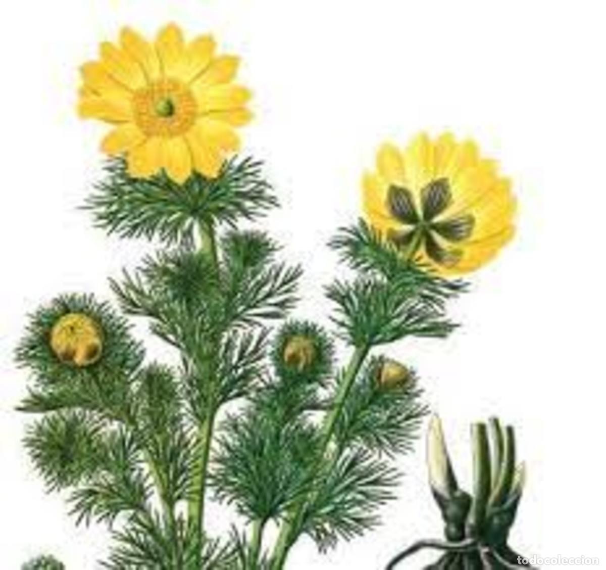 Libros: Botanicum Medicinale - Foto 2