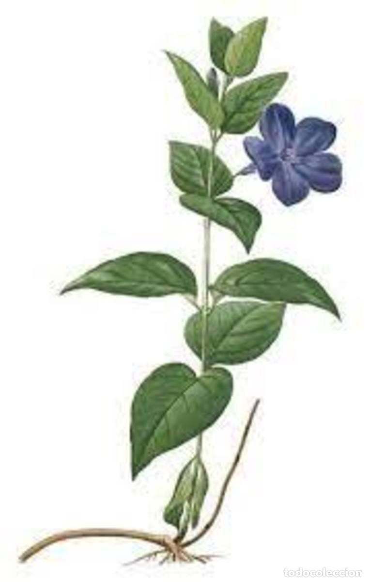 Libros: Botanicum Medicinale - Foto 3