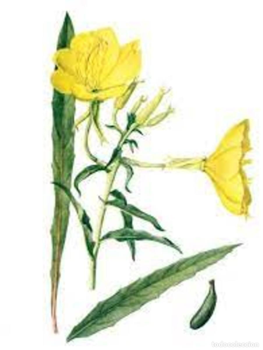 Libros: Botanicum Medicinale - Foto 4