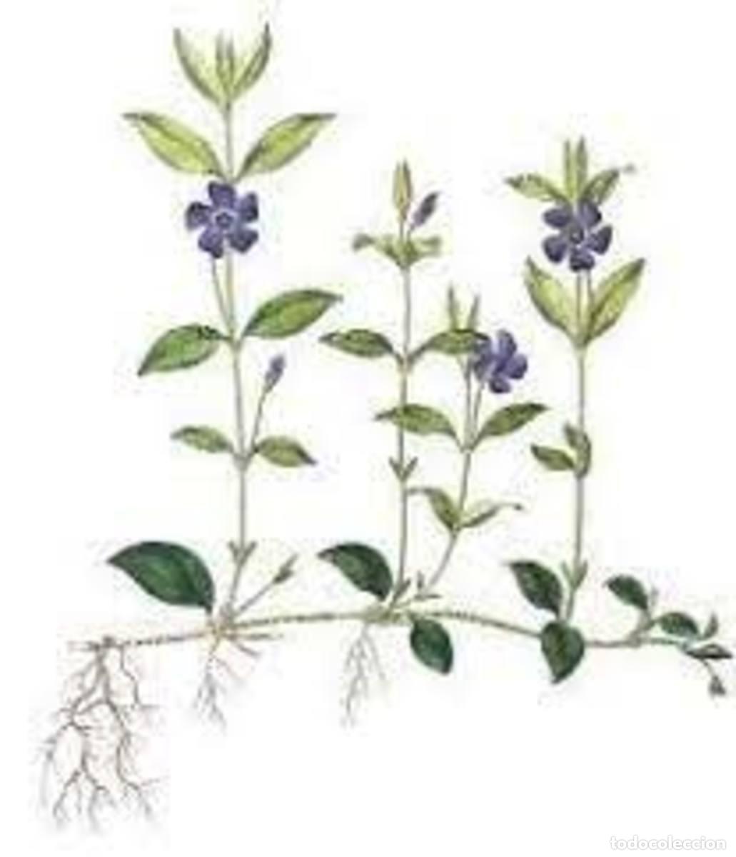 Libros: Botanicum Medicinale - Foto 5