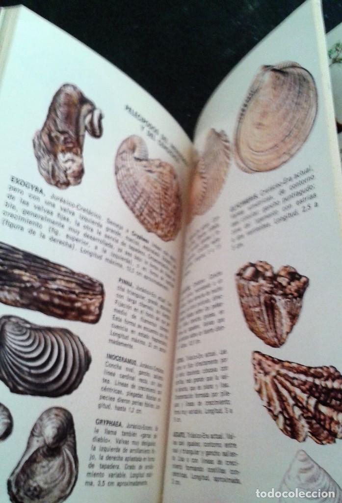 Libros de segunda mano: FOSILES EDITORIAL DAIMON - Foto 7