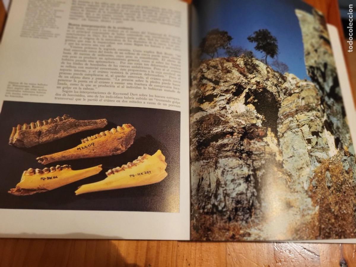 Libros de segunda mano: LA FORMACI&Oacute;N DE LA HUMANIDAD. RICHARD E.LEAKEY - Foto 6