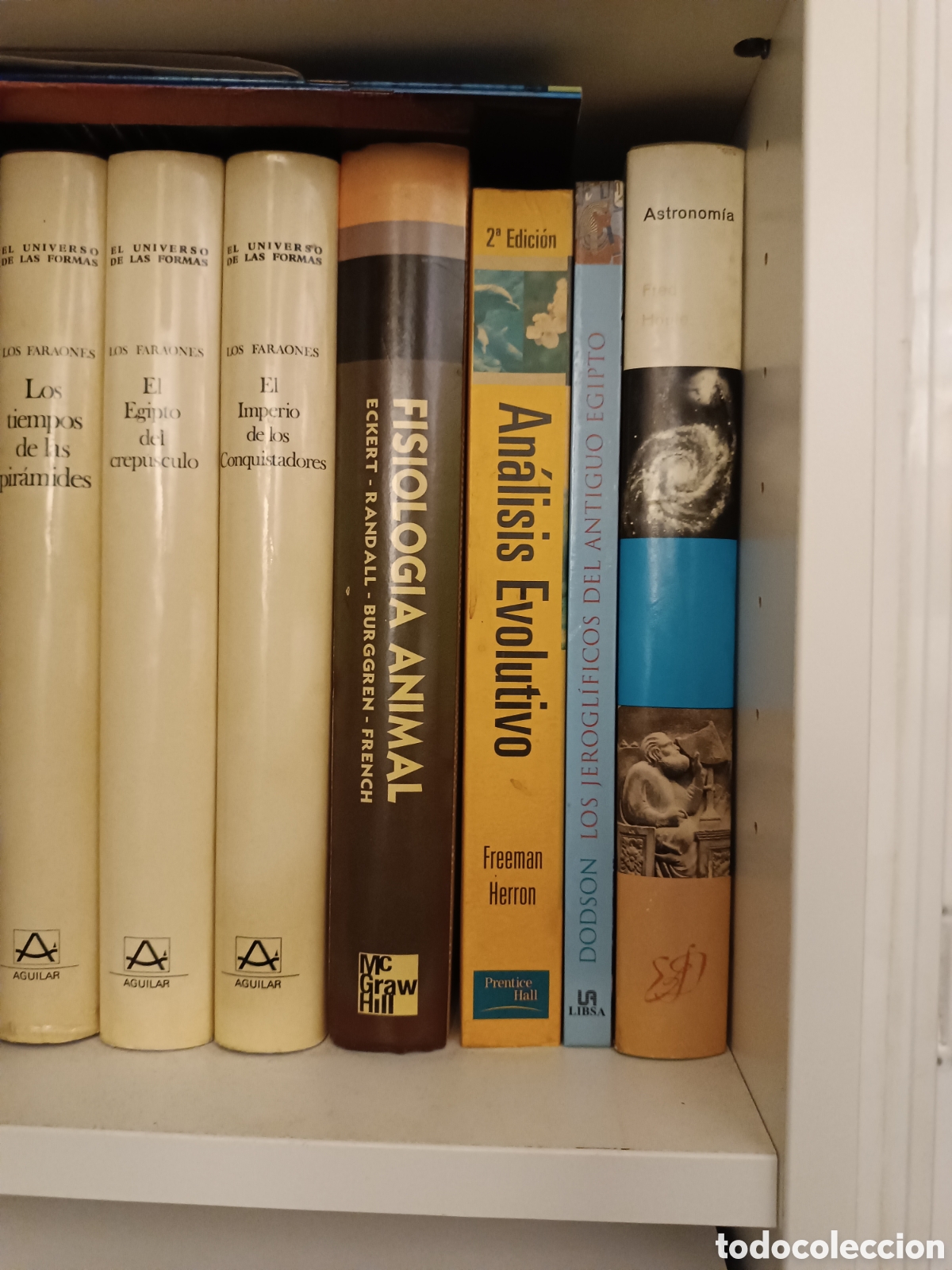 Libros de segunda mano: LOS JEROGLIFICOS DEL ANTIGUO EGIPTO. AIDAN DODSON. LIBSA - Foto 13