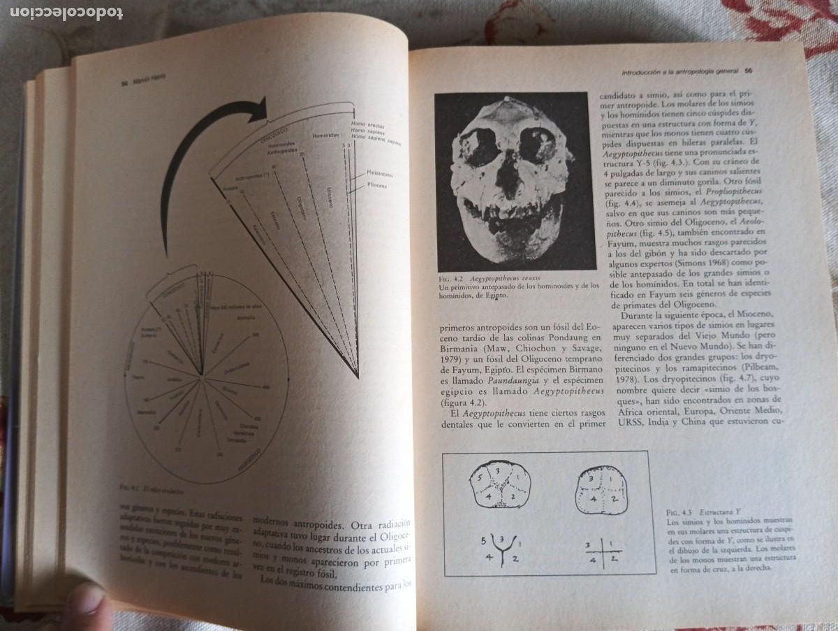 Libros de segunda mano: INTRODUCCI&Oacute;N A LA ANTROPOLOG&Iacute;A GENERAL.-MARVIN HARRIS. - Foto 6