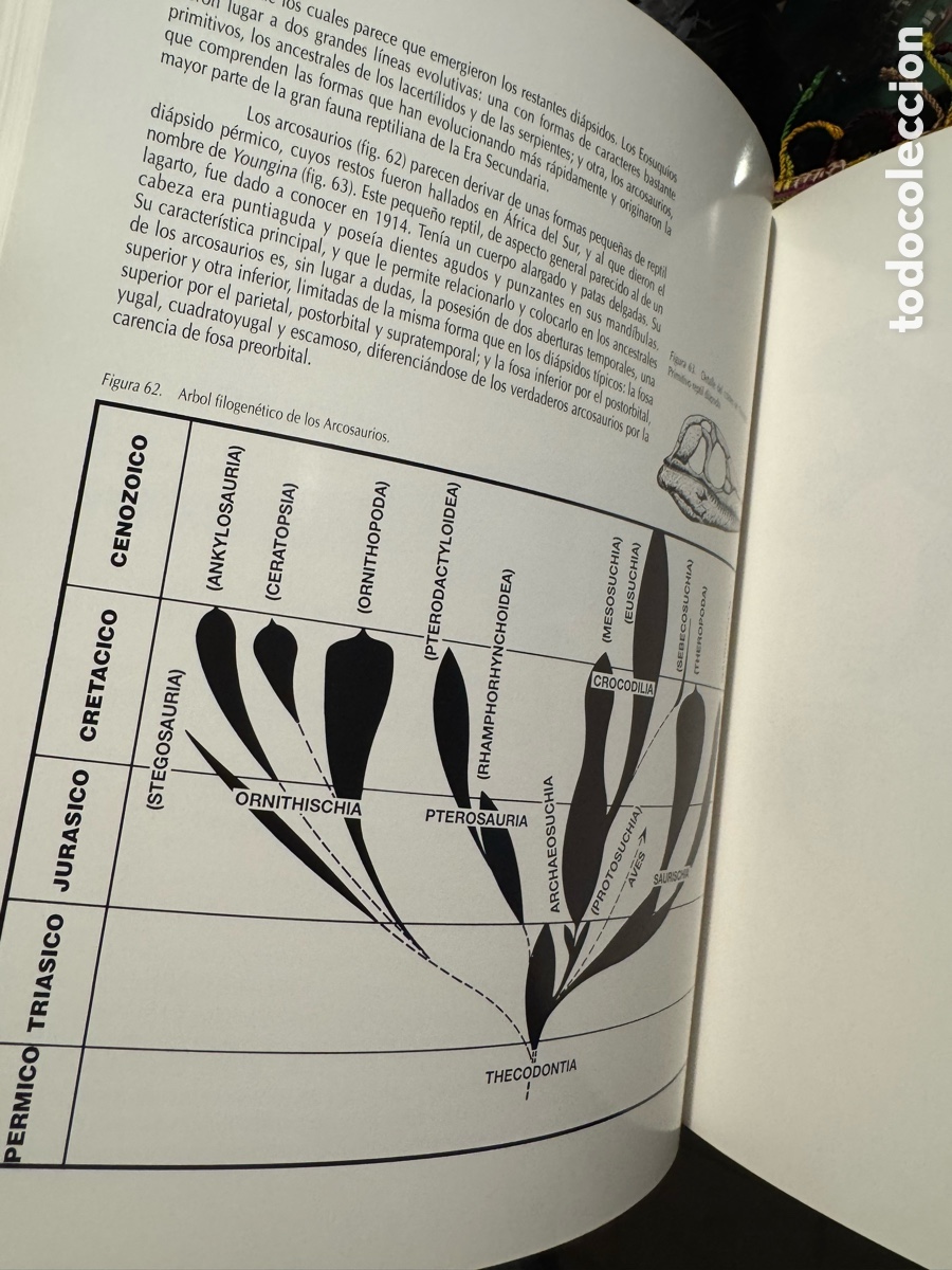 Libros de segunda mano: Dinosaurios en la Comunidad Valenciana - Foto 6