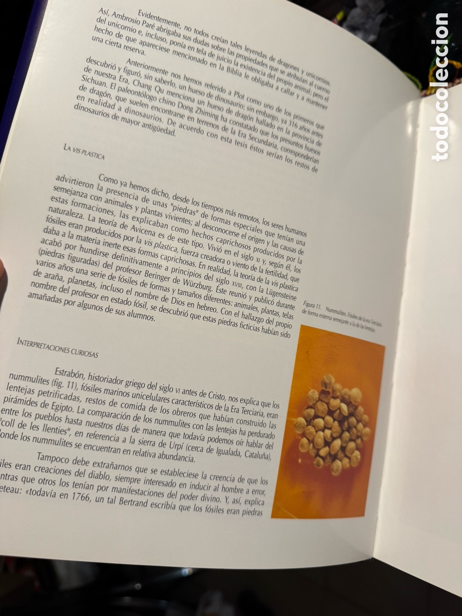 Libros de segunda mano: Dinosaurios en la Comunidad Valenciana - Foto 7