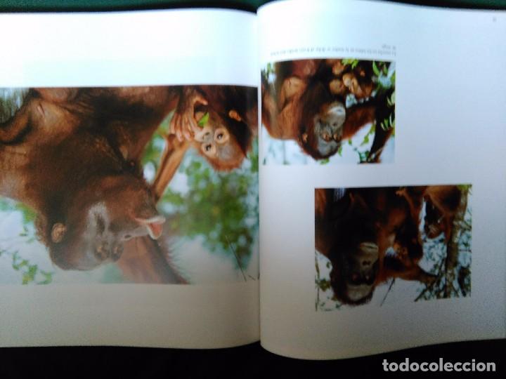 Libros de segunda mano: Dedicado a los primates.Steve Bloom. Konemann - Foto 2