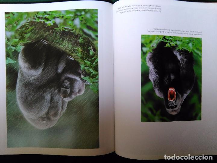 Libros de segunda mano: Dedicado a los primates.Steve Bloom. Konemann - Foto 3