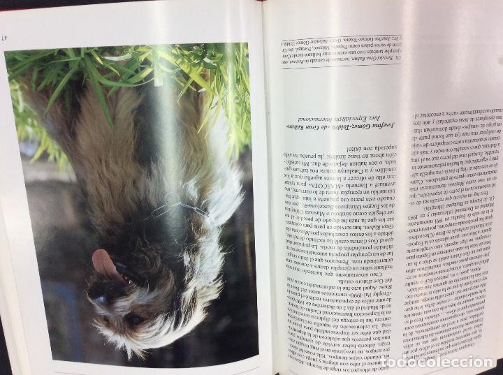 Libros de segunda mano: El gol datura catala - Foto 3