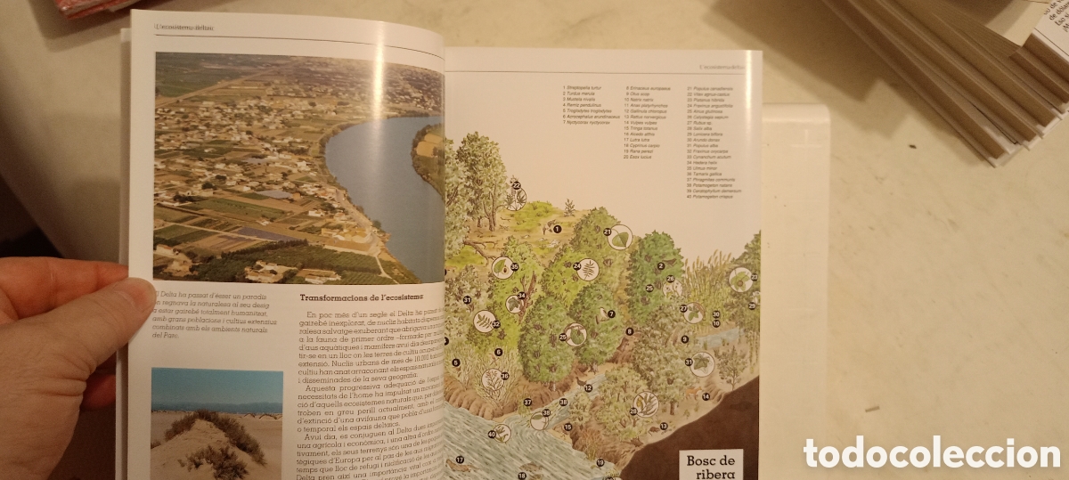 Libros de segunda mano: EL DELTA DE lEBRE i el seu parce natural - Foto 4