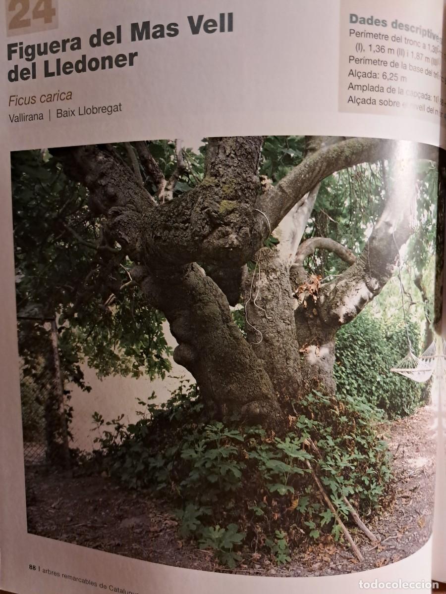 Libros de segunda mano: Llibre: Arbres remarcables de Catalunya de Mart&iacute; Boada - Foto 6