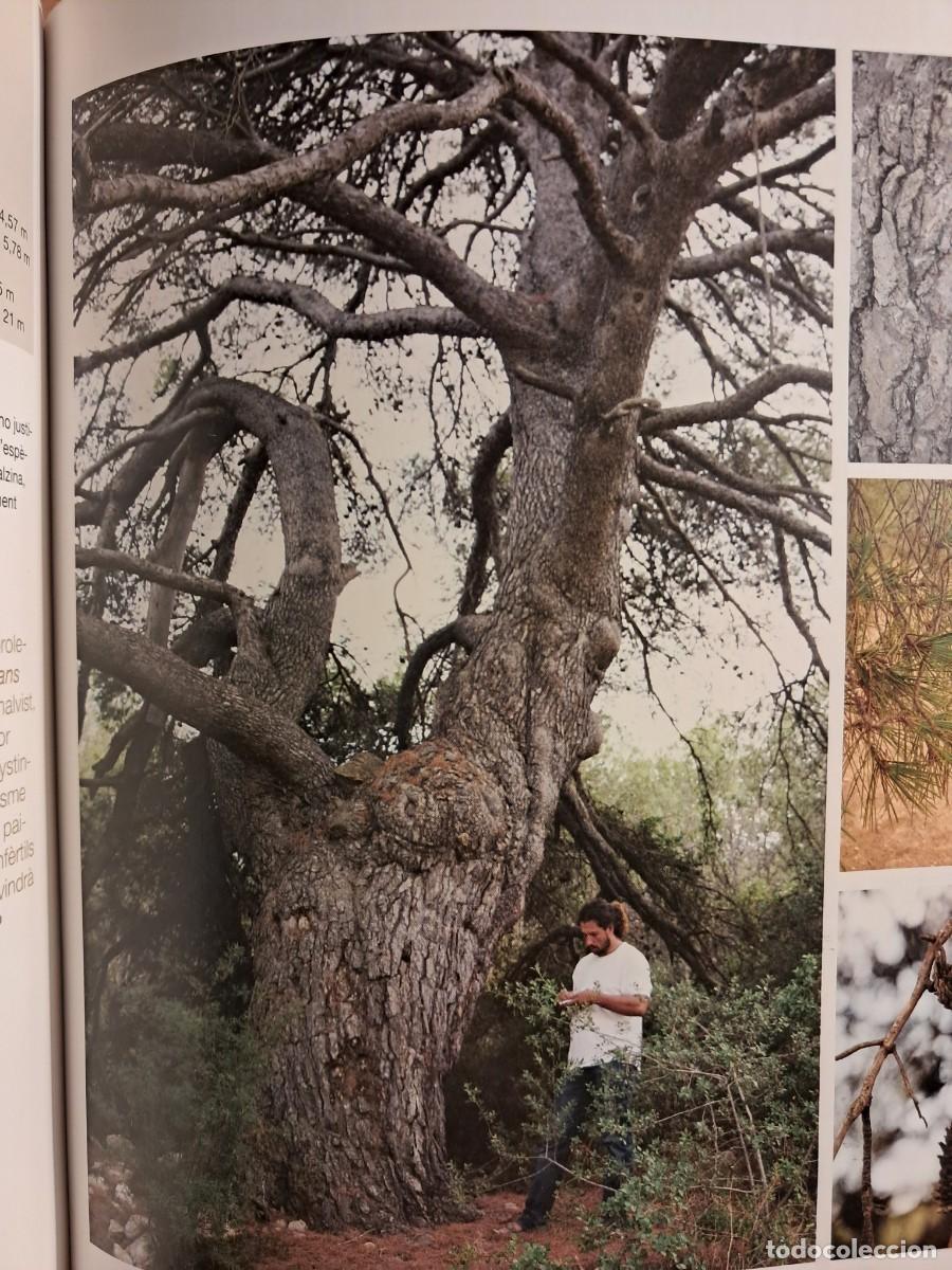 Libros de segunda mano: Llibre: Arbres remarcables de Catalunya de Mart&iacute; Boada - Foto 7