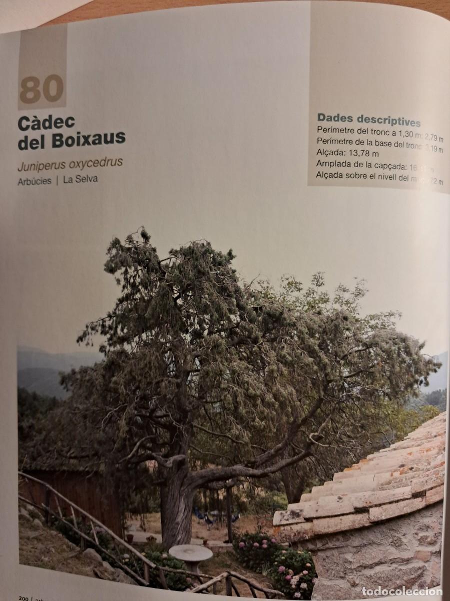 Libros de segunda mano: Llibre: Arbres remarcables de Catalunya de Mart&iacute; Boada - Foto 8