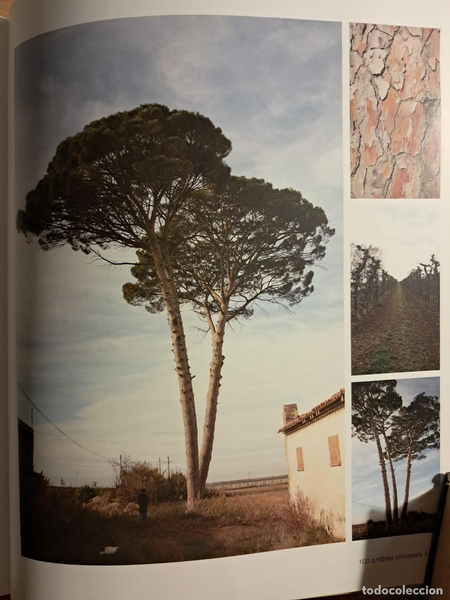 Libros de segunda mano: Llibre: Arbres remarcables de Catalunya de Mart&iacute; Boada - Foto 9