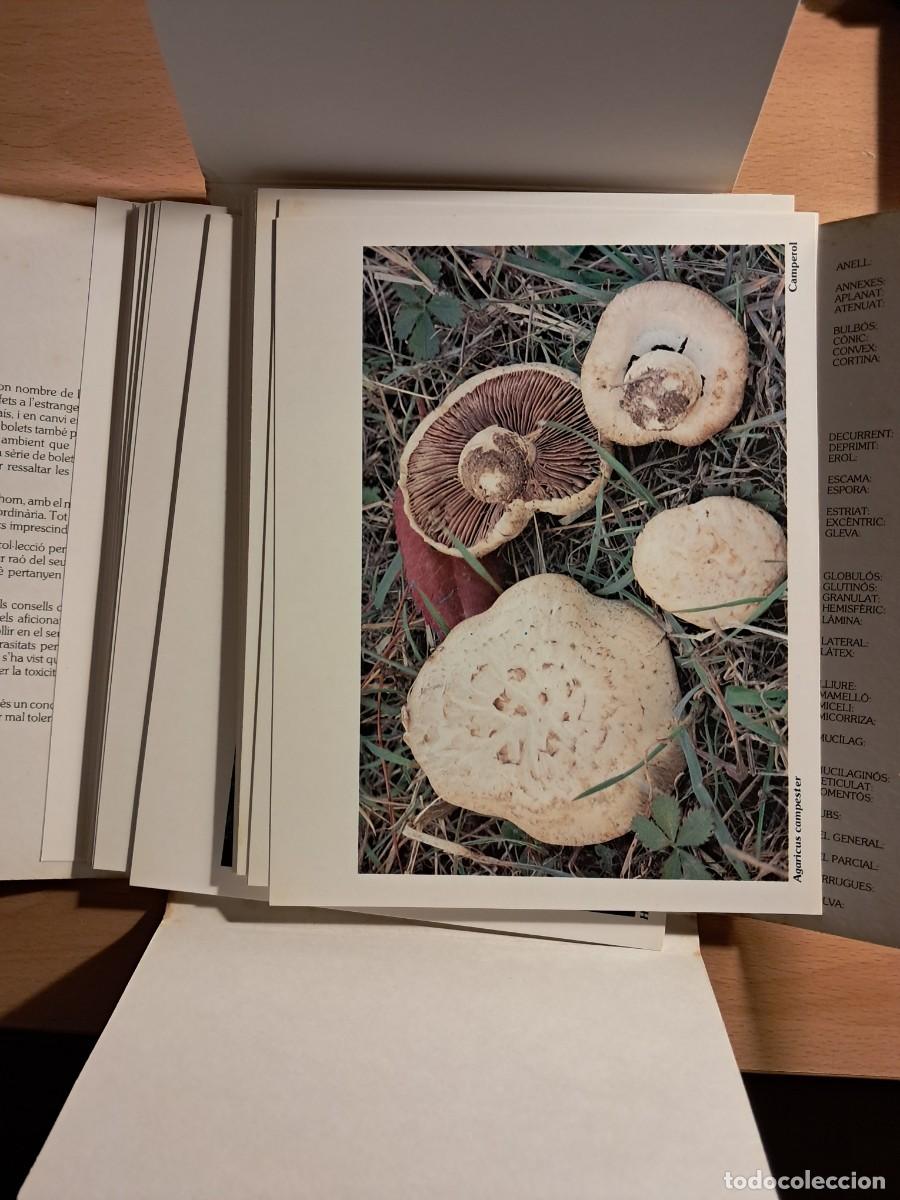 Libros de segunda mano: Llibre: BOLETS DE CATALUNYA I COL.LECCI&Oacute; 1982 50 l&agrave;mines Edita: societat Catalana de Micologia