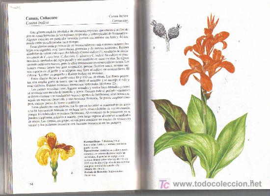 Libros de segunda mano: libro PLANTAS DE BULBO - Foto 2