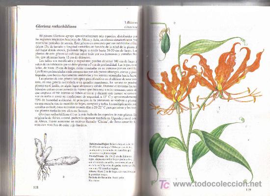 Libros de segunda mano: libro PLANTAS DE BULBO - Foto 3