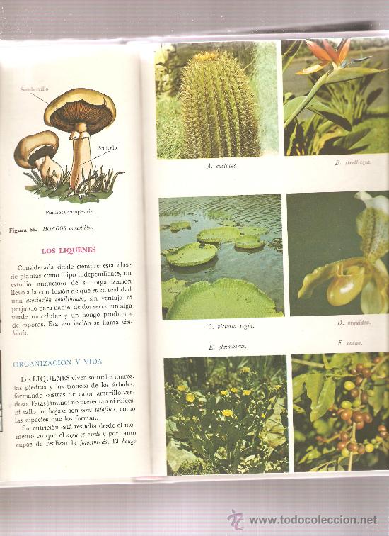 Libros de segunda mano: libro LA VIDA EN NUESTRO PLANETA - BOTANICA - Foto 2