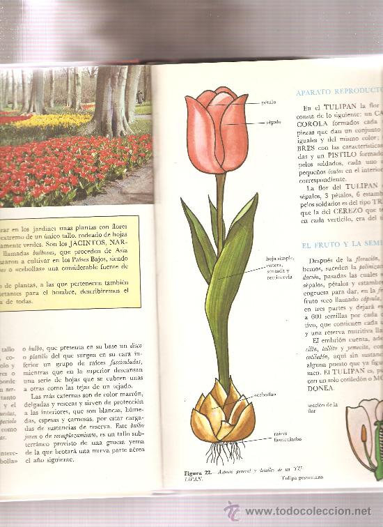 Libros de segunda mano: libro LA VIDA EN NUESTRO PLANETA - BOTANICA - Foto 3