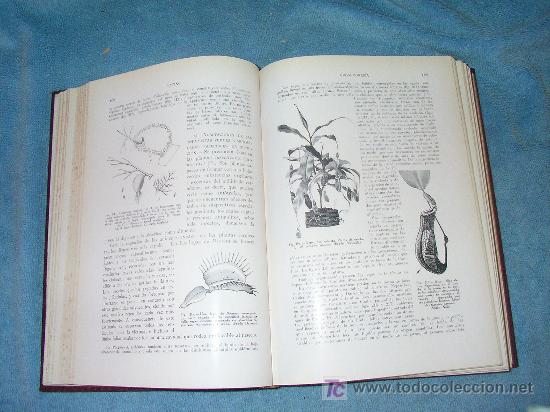 Libros de segunda mano: TRATADO DE BOTANICA - EDUARDO STRASBURGER - BELLOS GRABADOS. - Foto 5