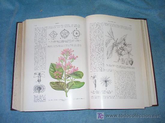 Libros de segunda mano: TRATADO DE BOTANICA - EDUARDO STRASBURGER - BELLOS GRABADOS. - Foto 3